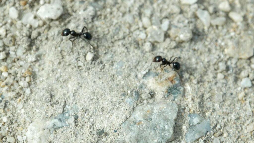 How to Get Rid of Ants | Consumer Reports 1
