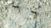 How To Get Rid Of Ants | Consumer Reports 5