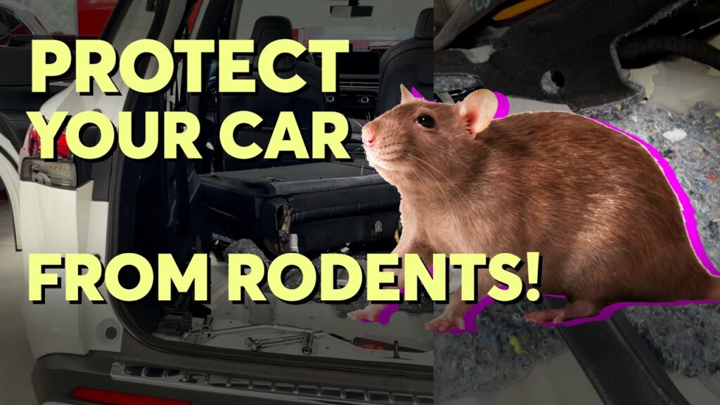 How to Protect Your Car From Rodents | Consumer Reports 1