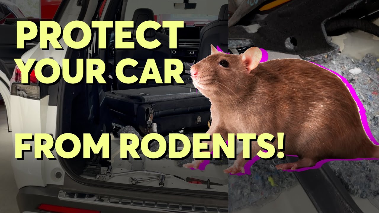 How to Protect Your Car From Rodents Consumer Reports Easy