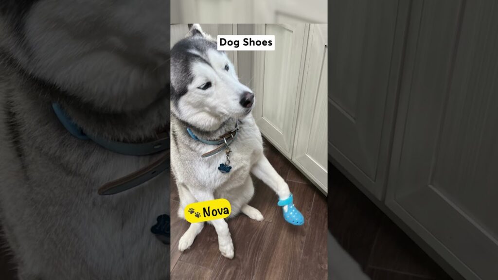 Meet CRs four-legged pet testers! 1